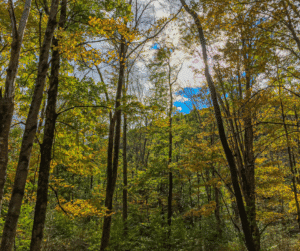 Pennsylvania nature